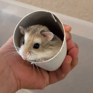 Meet your Posher, Charlotte